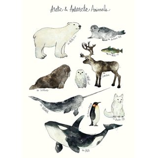 ARCTIC AND ANTARCTIC ANIMALS