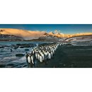 KNIGSPINGUINE * XXL